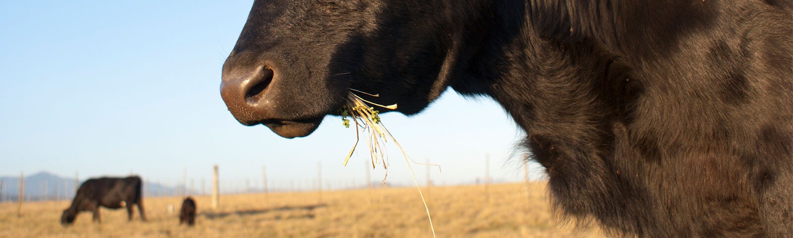 Grass-fed, Grass-finished, and Grain-finished Beef Defined - Jay C Food Stores Grass-fed, Grass-finished, and Grain-finished Beef Defined - Jay C Food Stores
