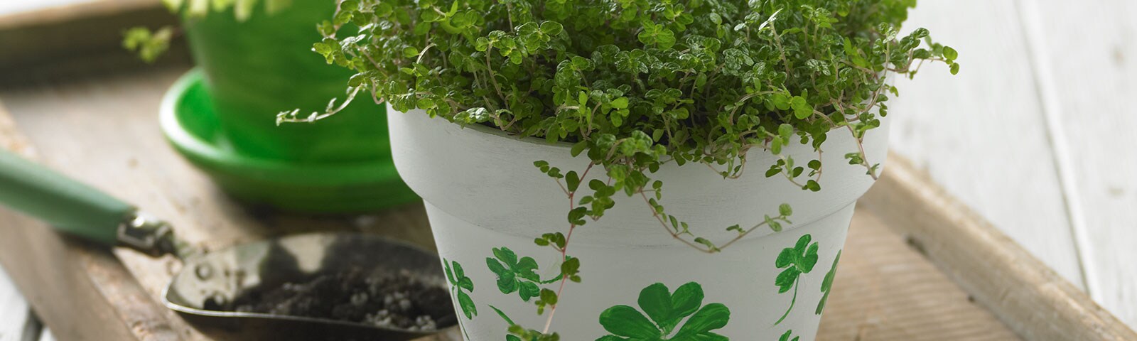 Two pots, one green and one white with green shamrocks, with plants and a spade with dirt in between. 